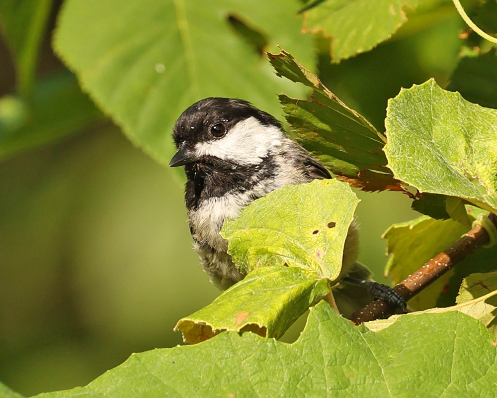Black-capped Chickadee - ML640152889