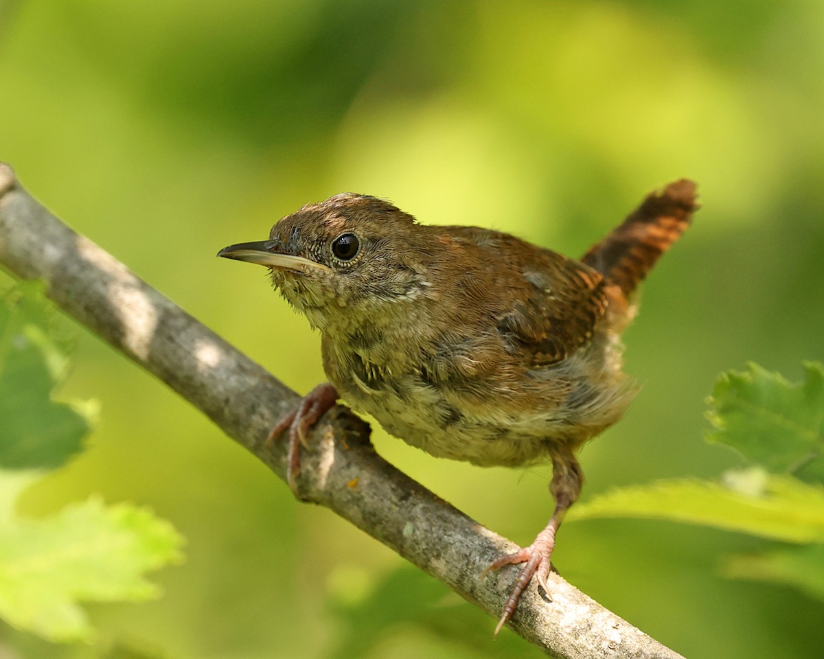 Northern House Wren - ML640152920