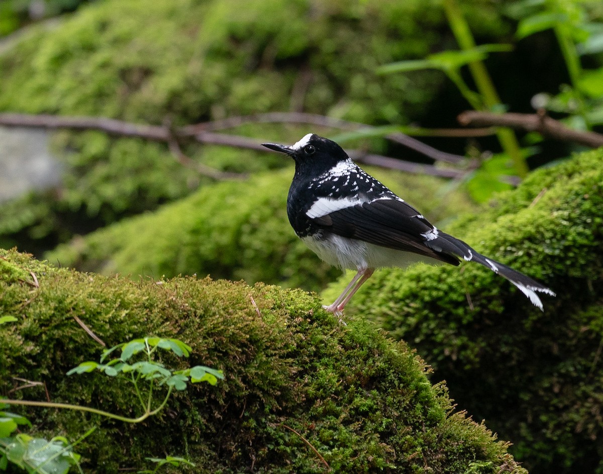Spotted Forktail - ML640152921
