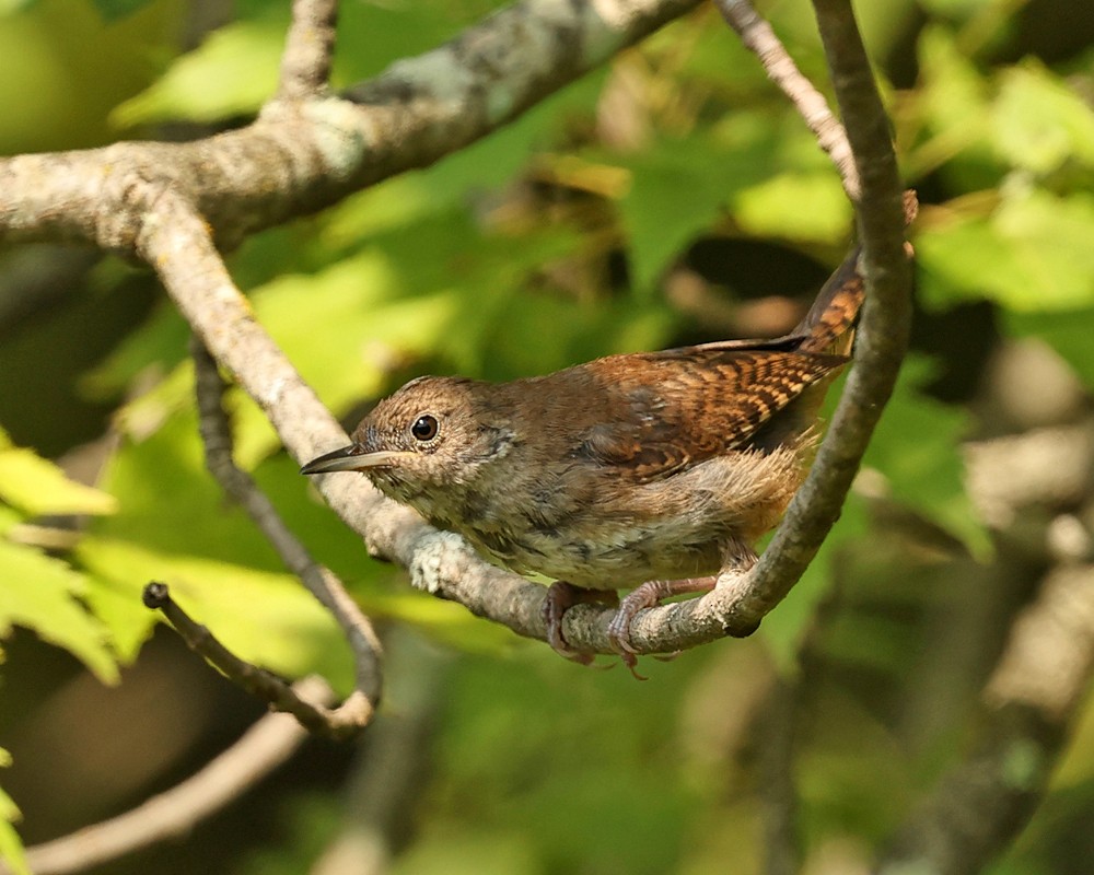 Northern House Wren - ML640152928