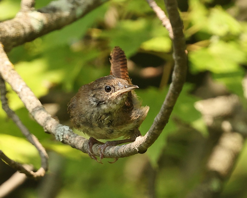 Northern House Wren - ML640152933