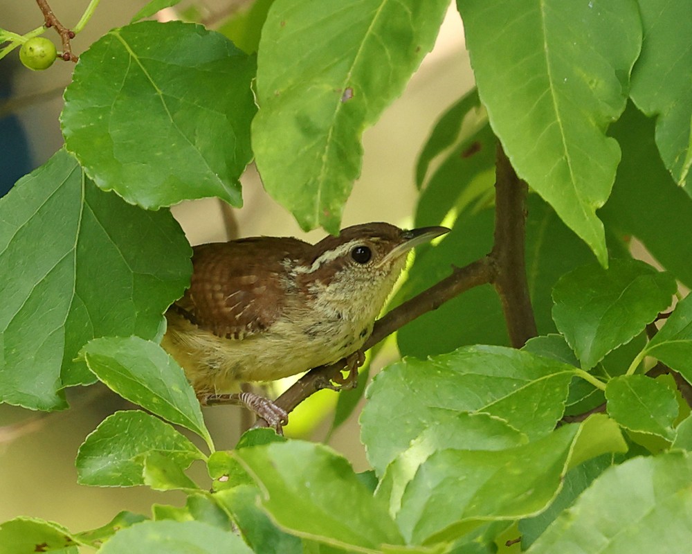 Carolina Wren - ML640152944