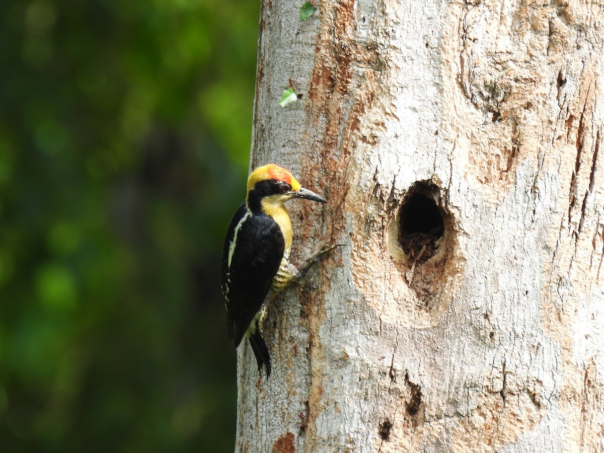 Golden-naped Woodpecker - ML640152983