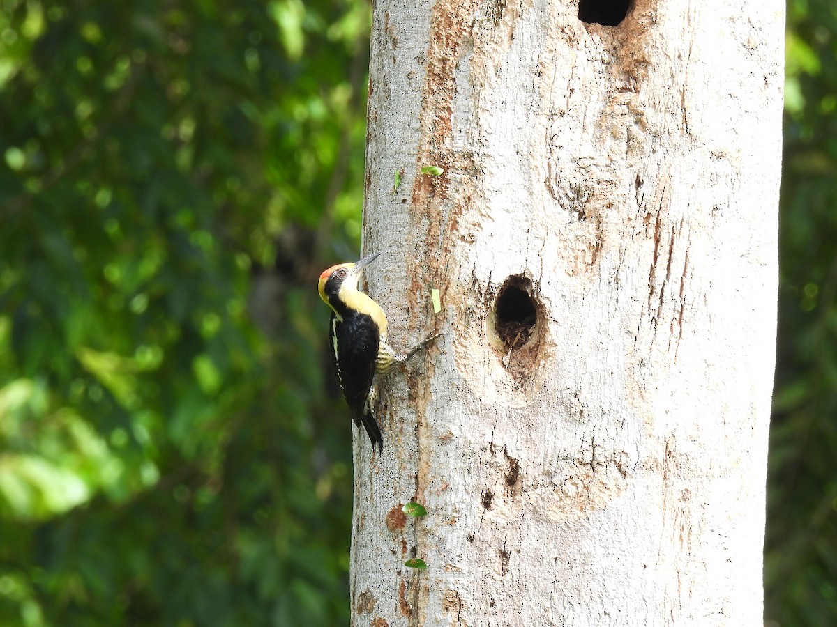 Golden-naped Woodpecker - ML640152984