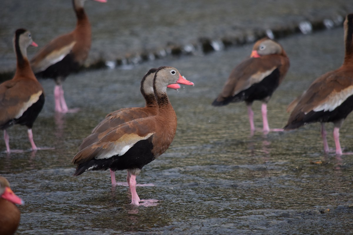 Black-bellied Whistling-Duck - ML640153029