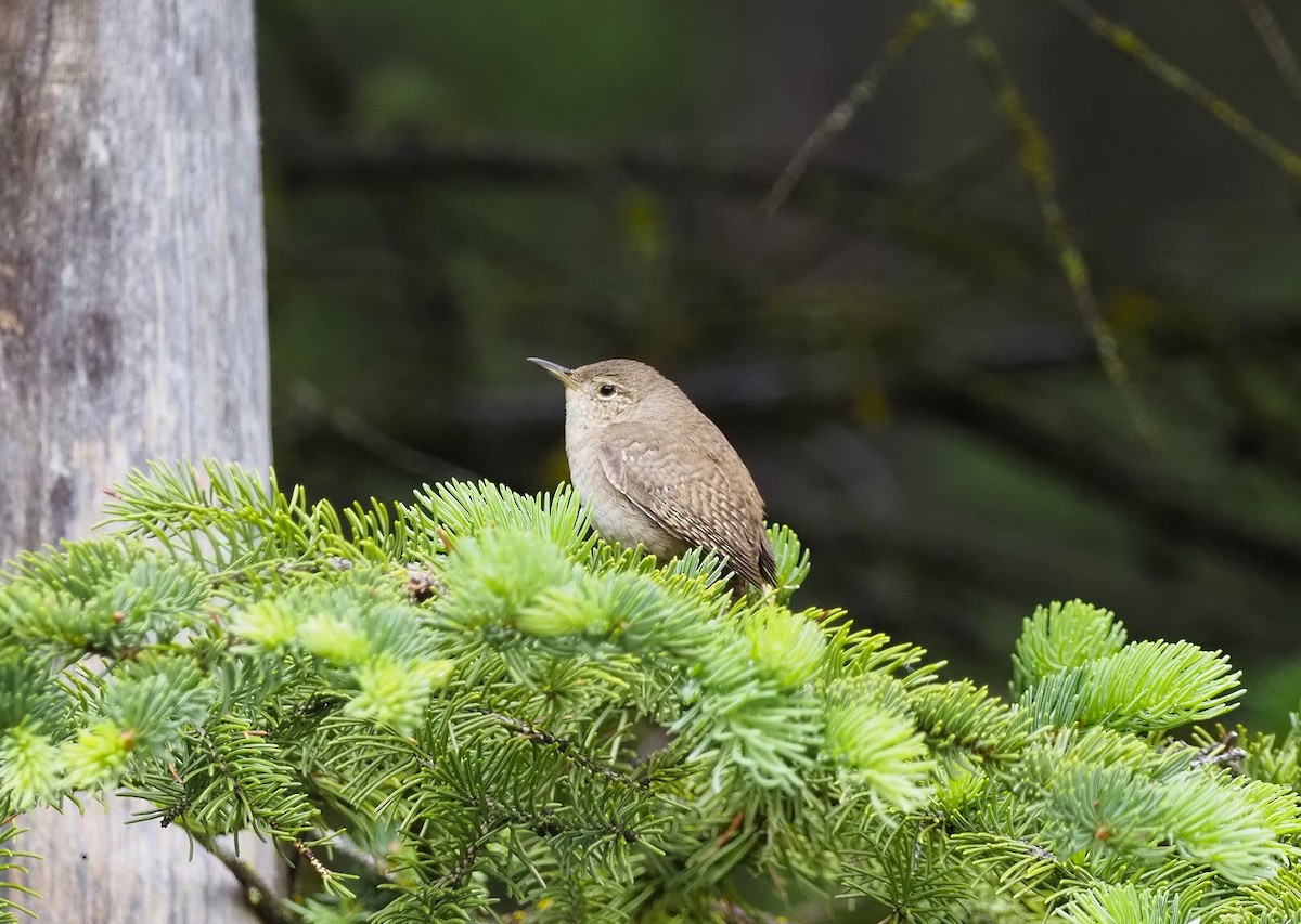 Northern House Wren - ML640153031