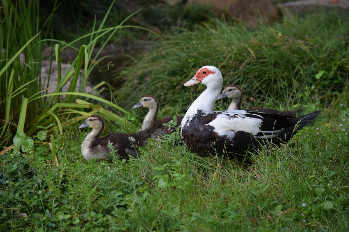 Muscovy Duck (Domestic type) - ML640153045