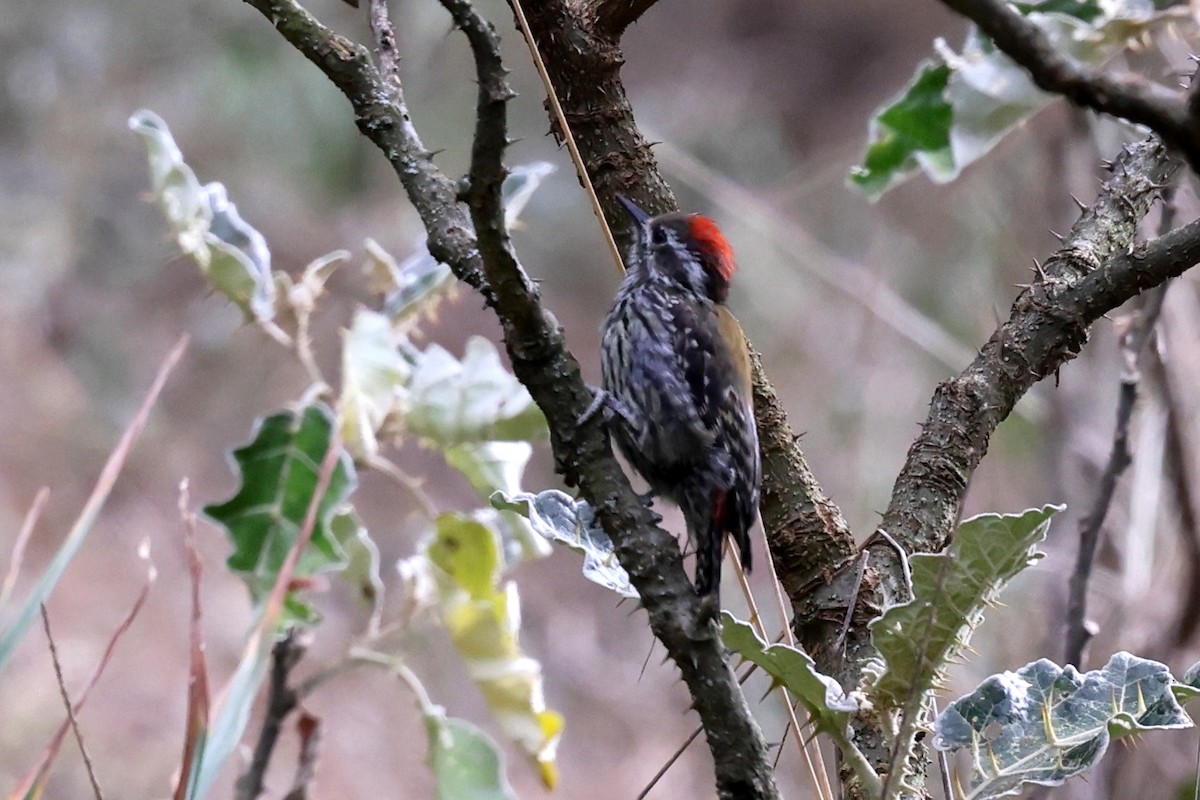 Abyssinian Woodpecker - ML640153061