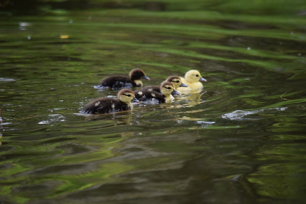 Muscovy Duck (Domestic type) - ML640153062