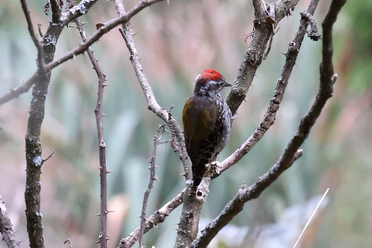 Abyssinian Woodpecker - ML640153065