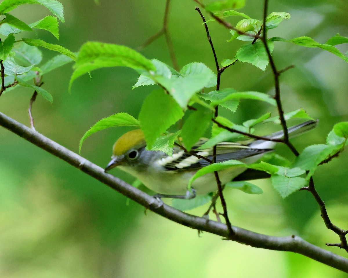 lesňáček rezavoboký - ML640153083