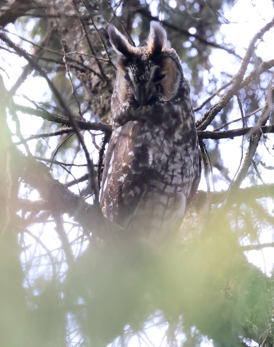Abyssinian Owl - ML640153090