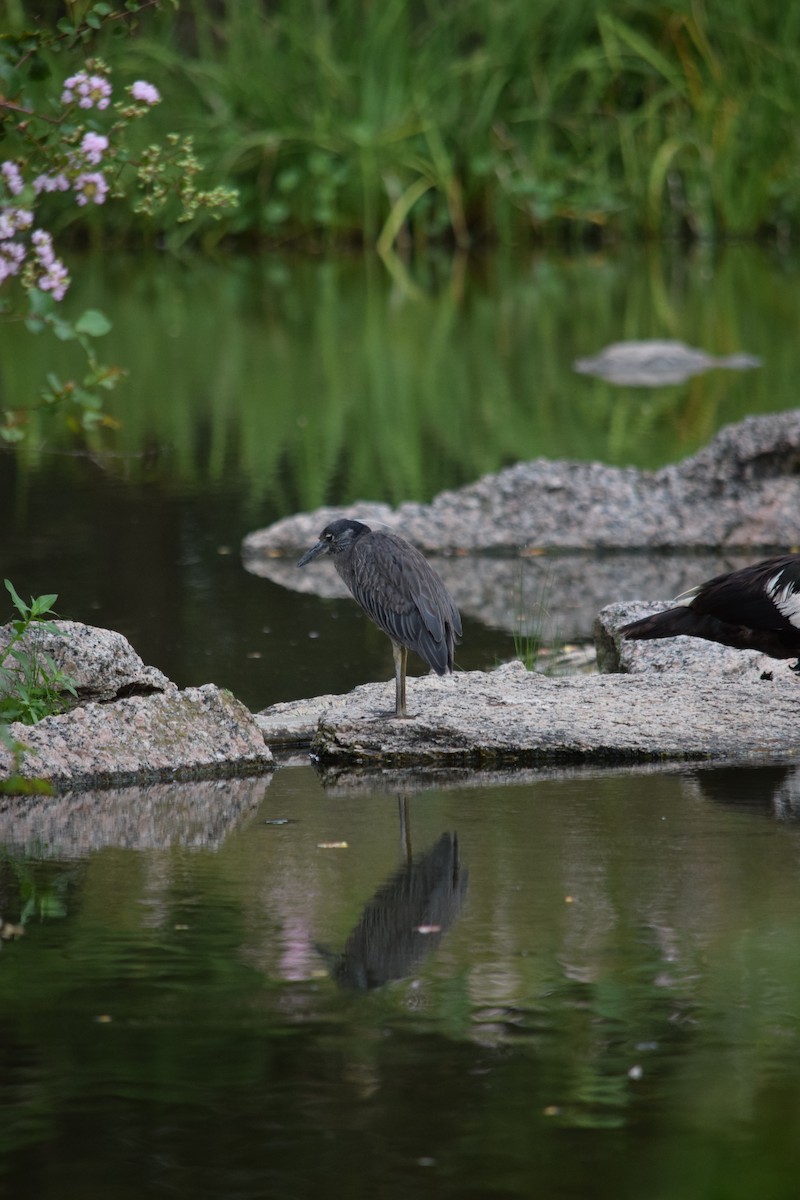 Yellow-crowned Night Heron - ML640153103