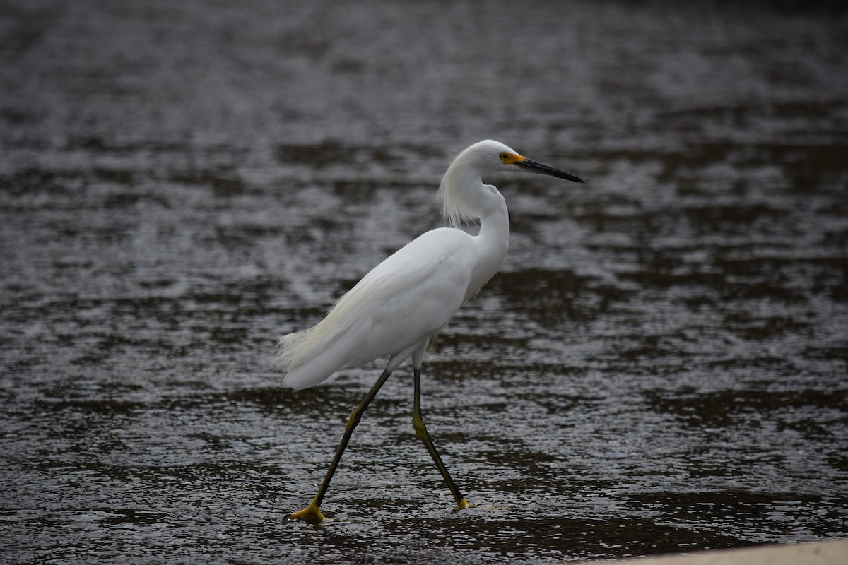 Snowy Egret - ML640153115