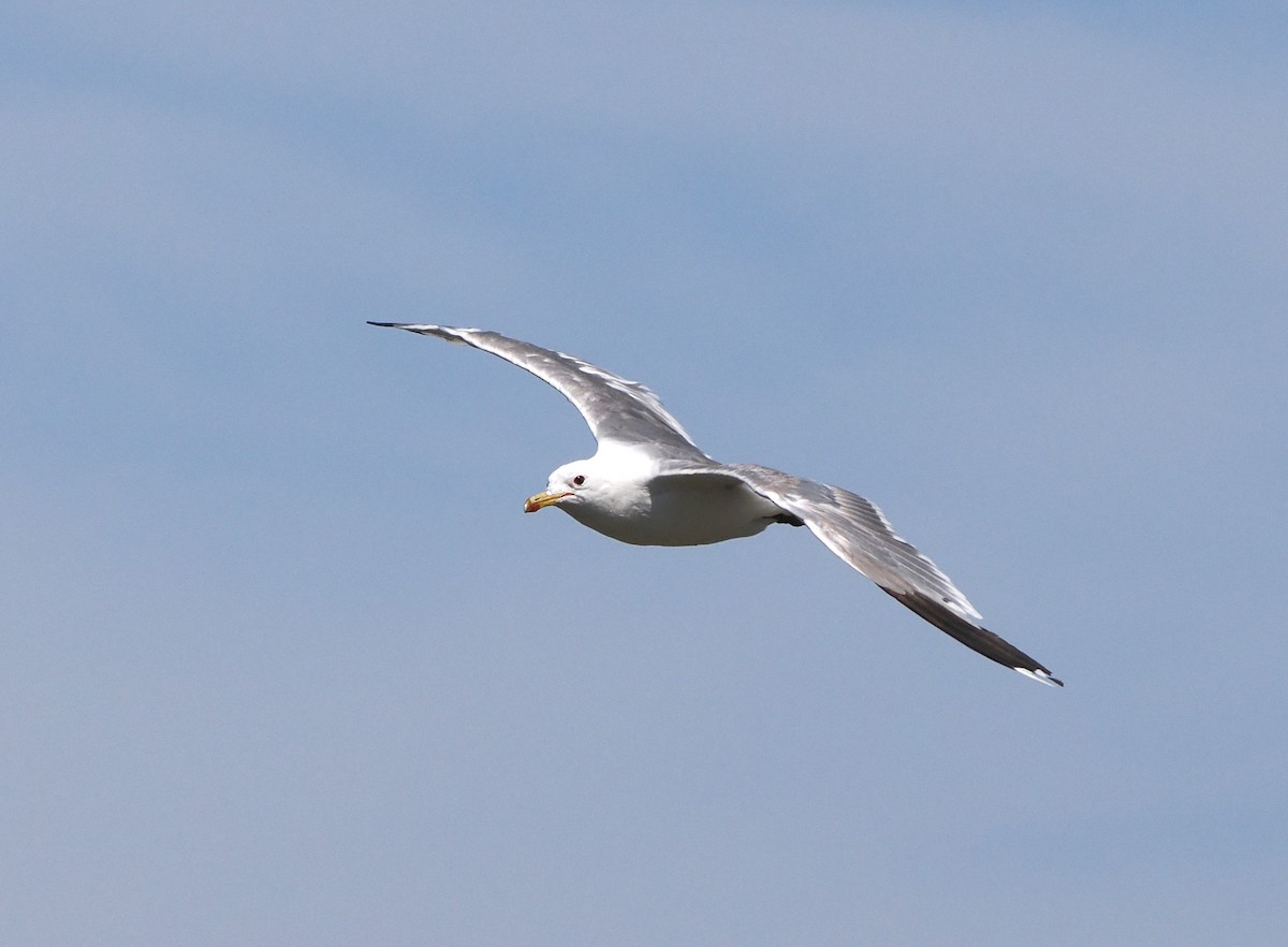 Gaviota Californiana - ML640153139
