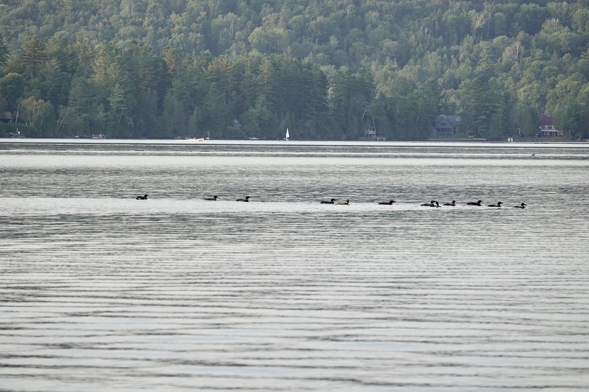 Plongeon huard - ML640153140
