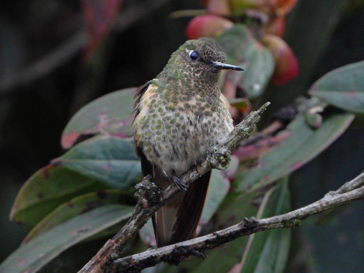 Colibrí Colihabano - ML640153143