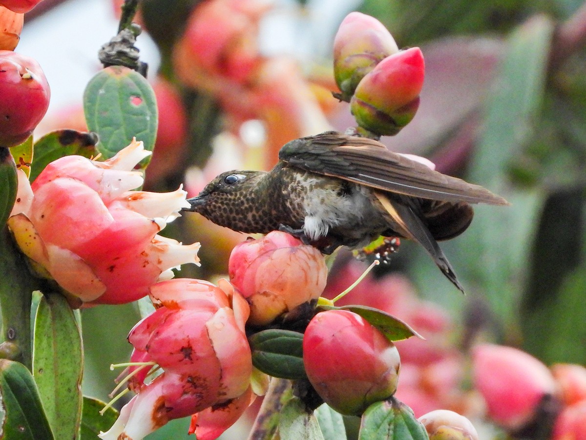 Colibrí Colihabano - ML640153144