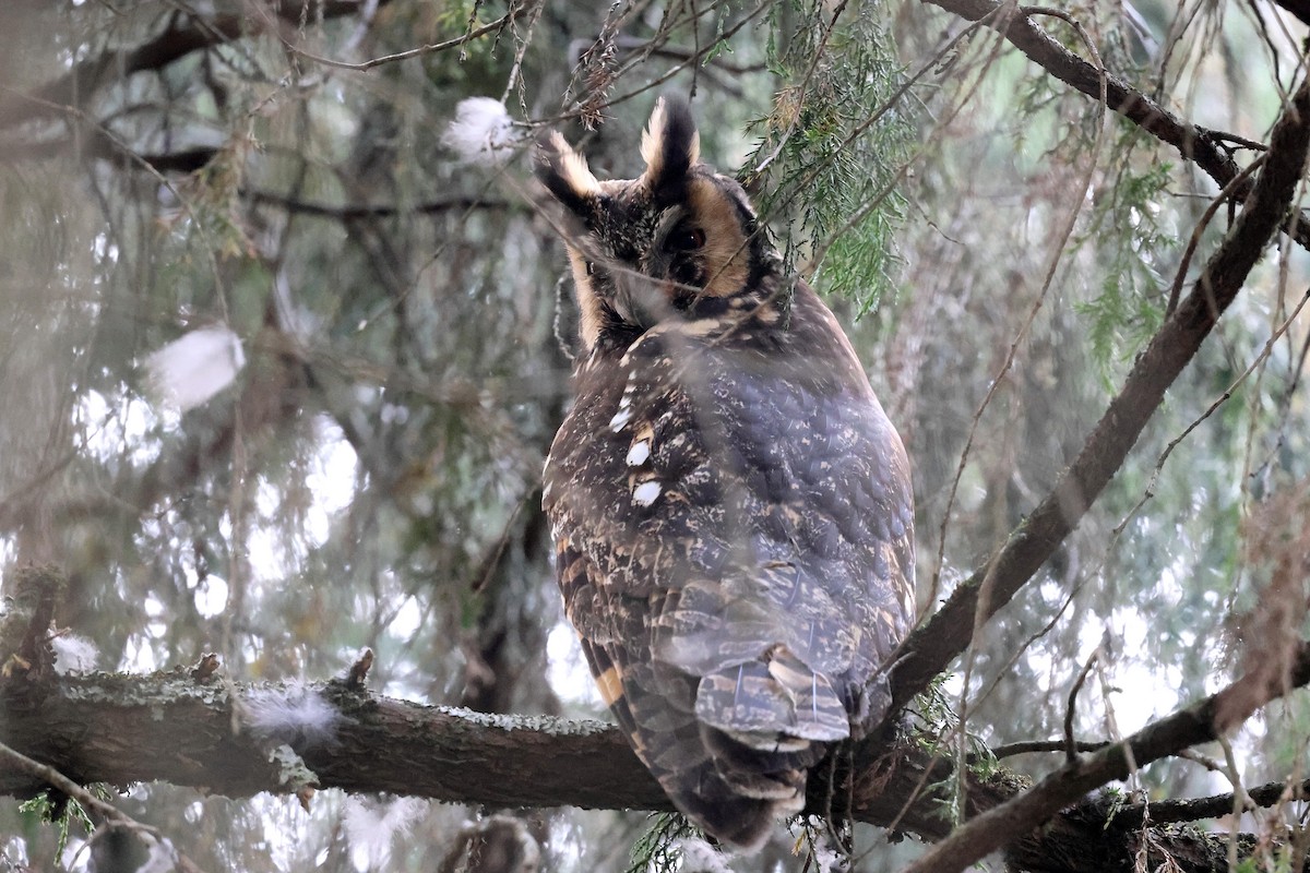 Abyssinian Owl - ML640153148