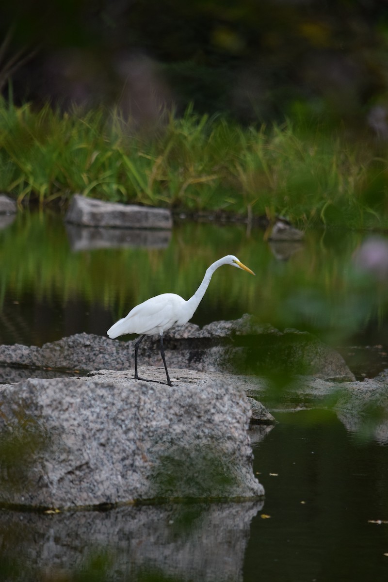 Great Egret - ML640153163