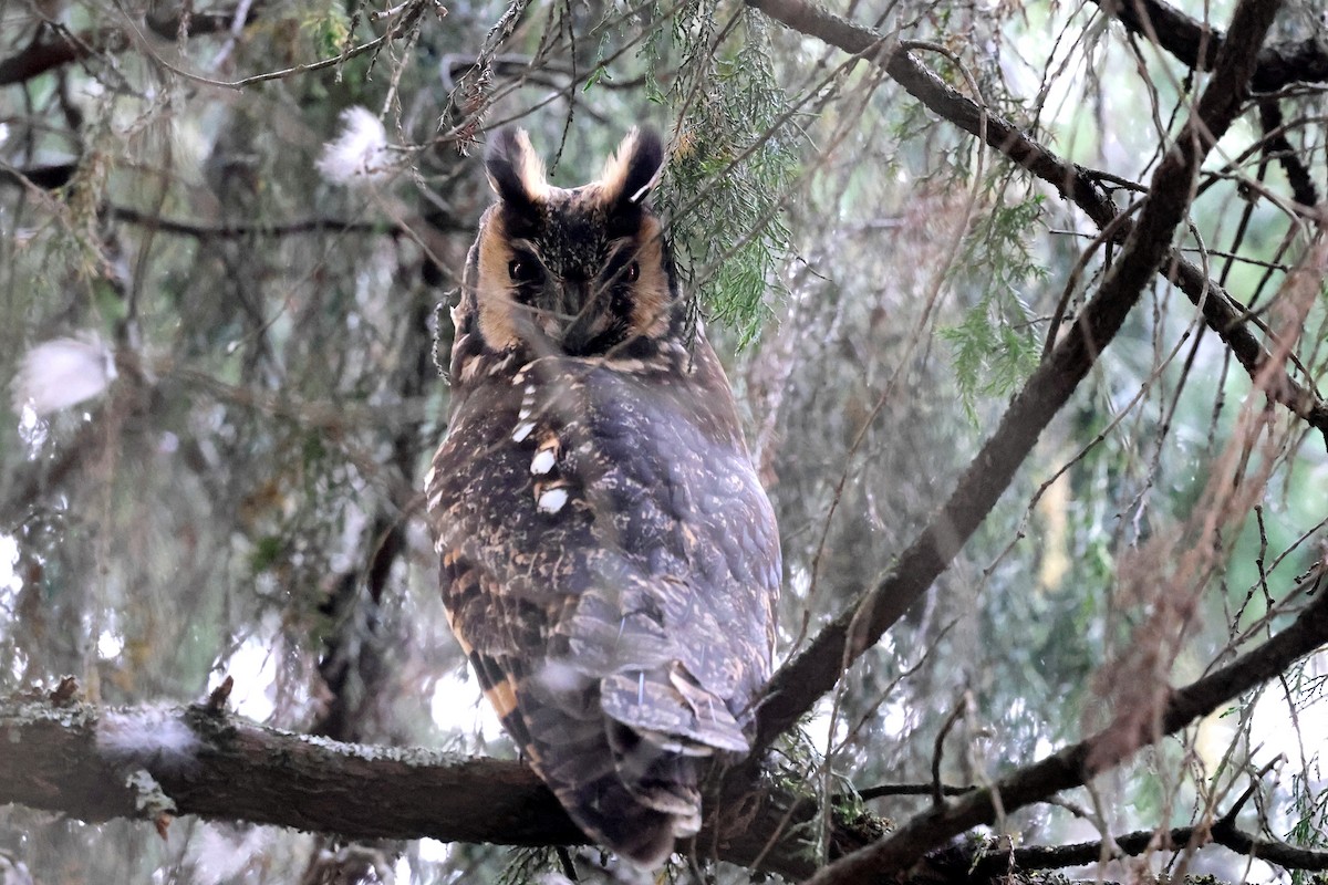 Abyssinian Owl - ML640153164