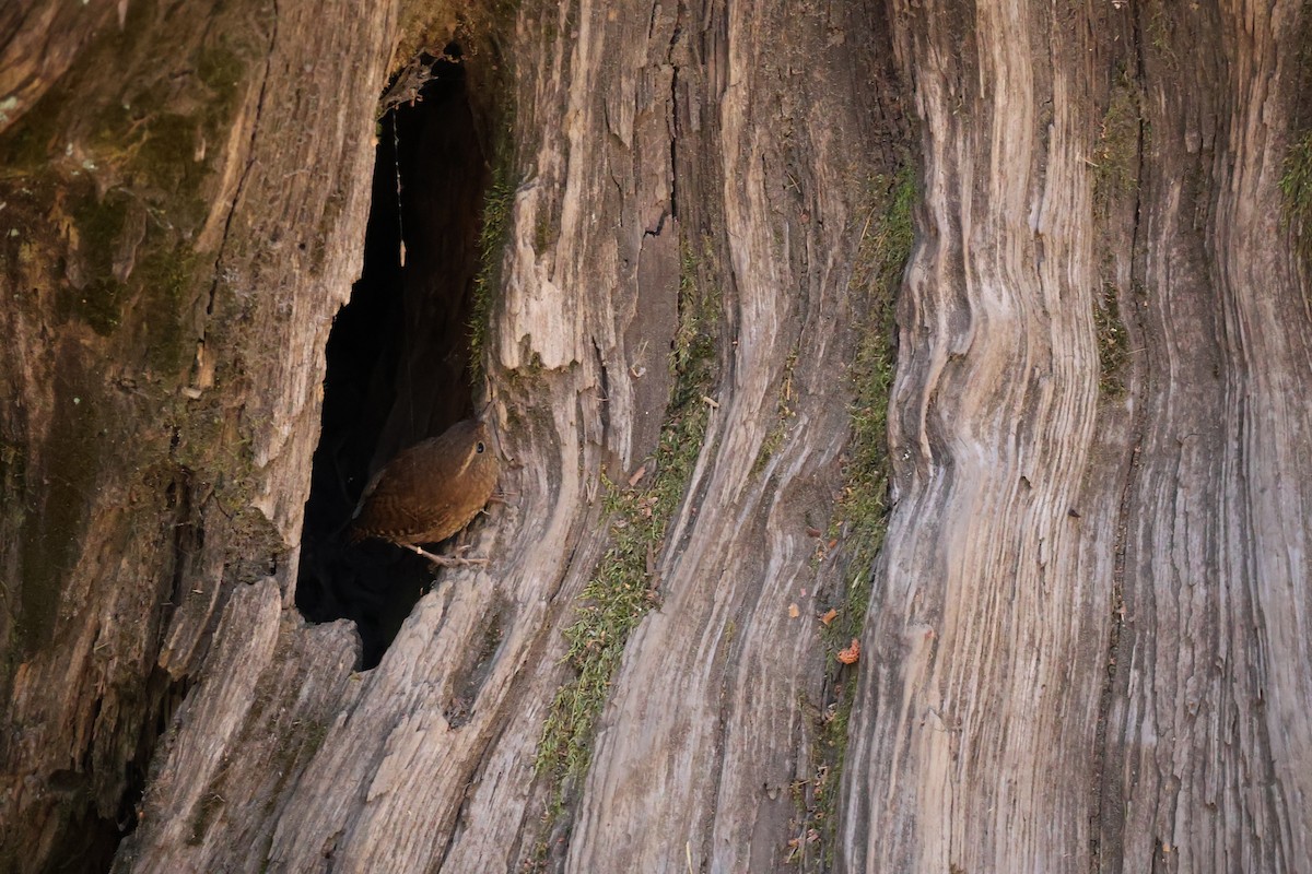 Pacific Wren - ML640153177