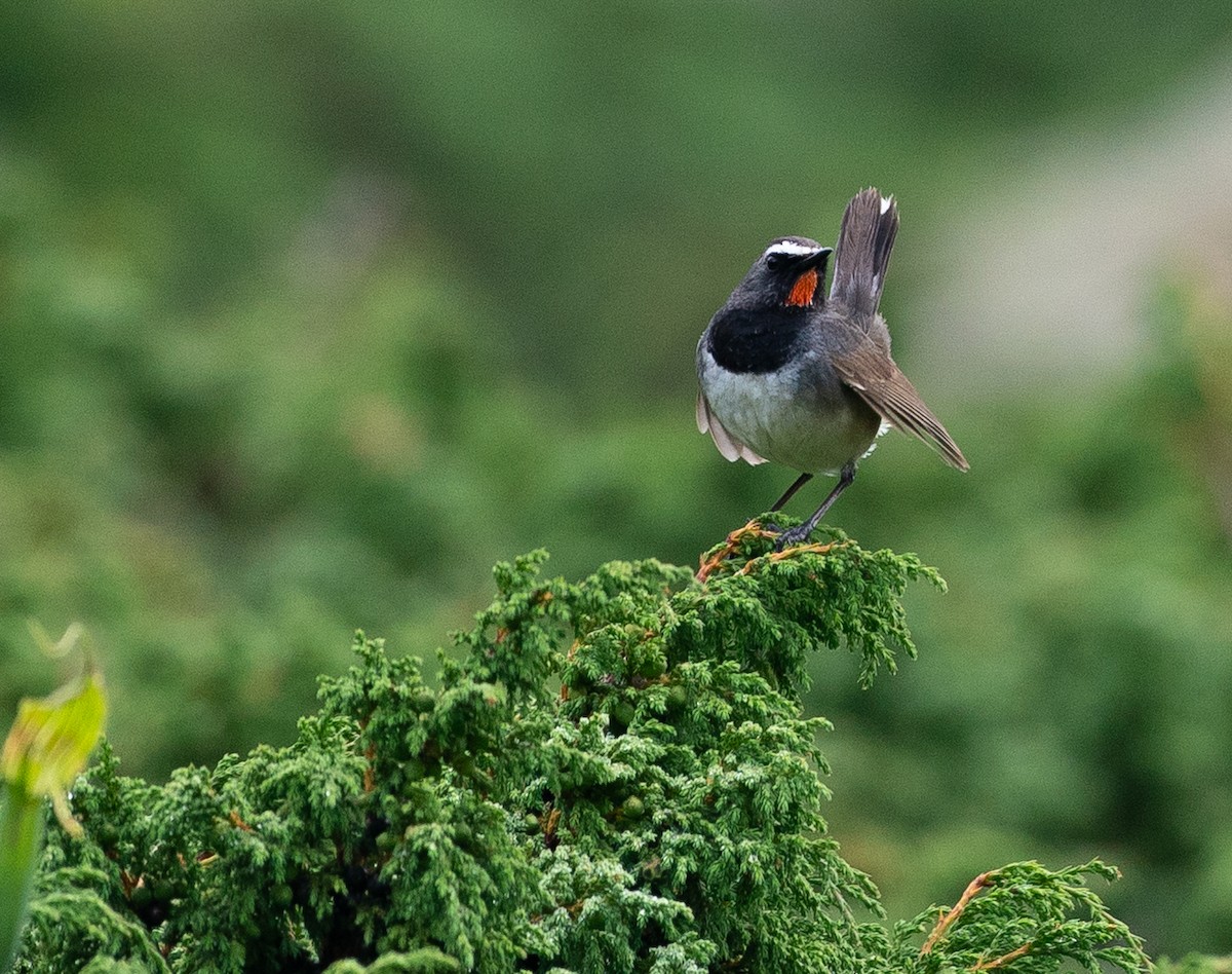 Himalayan Rubythroat - ML640153188