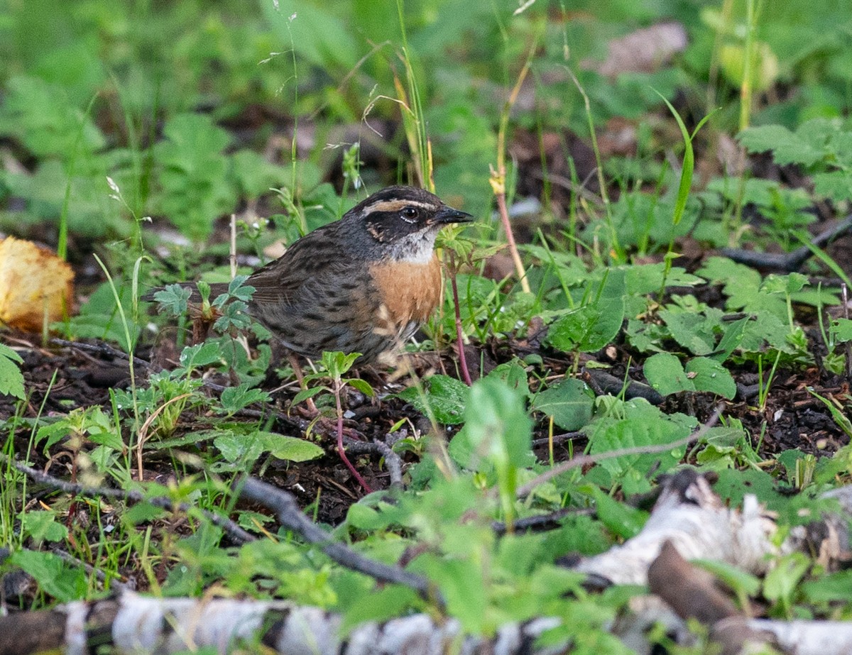 Rufous-breasted Accentor - ML640153201
