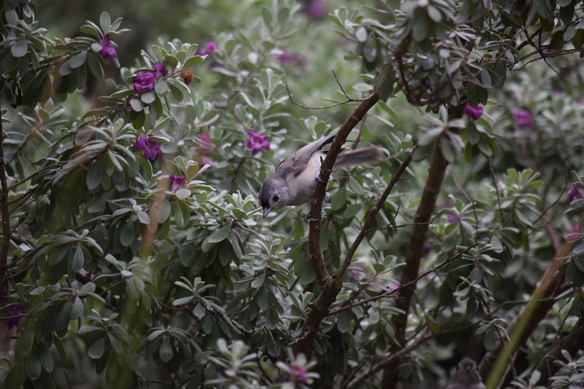 Tufted Titmouse - ML640153203