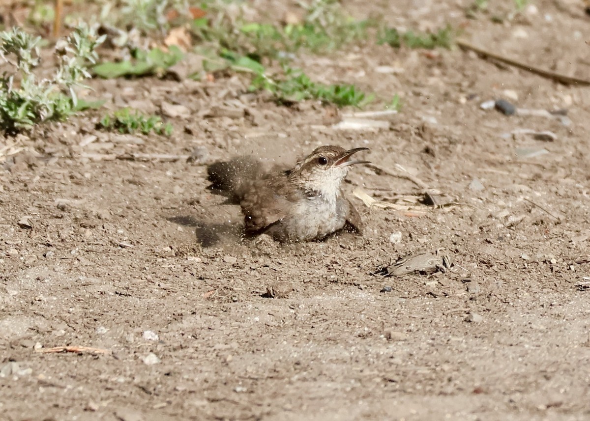Bewick's Wren - ML640153214