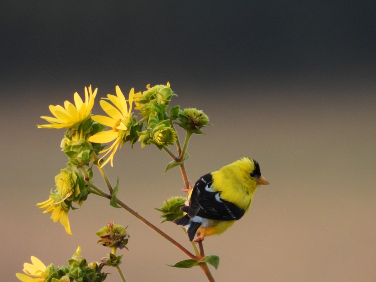 American Goldfinch - ML640153275