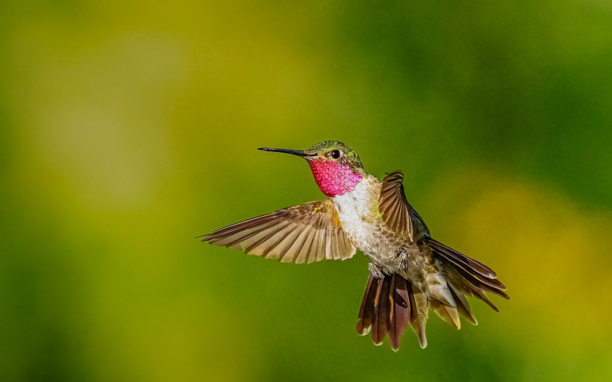 Geniş Kuyruklu Kolibri - ML640153292