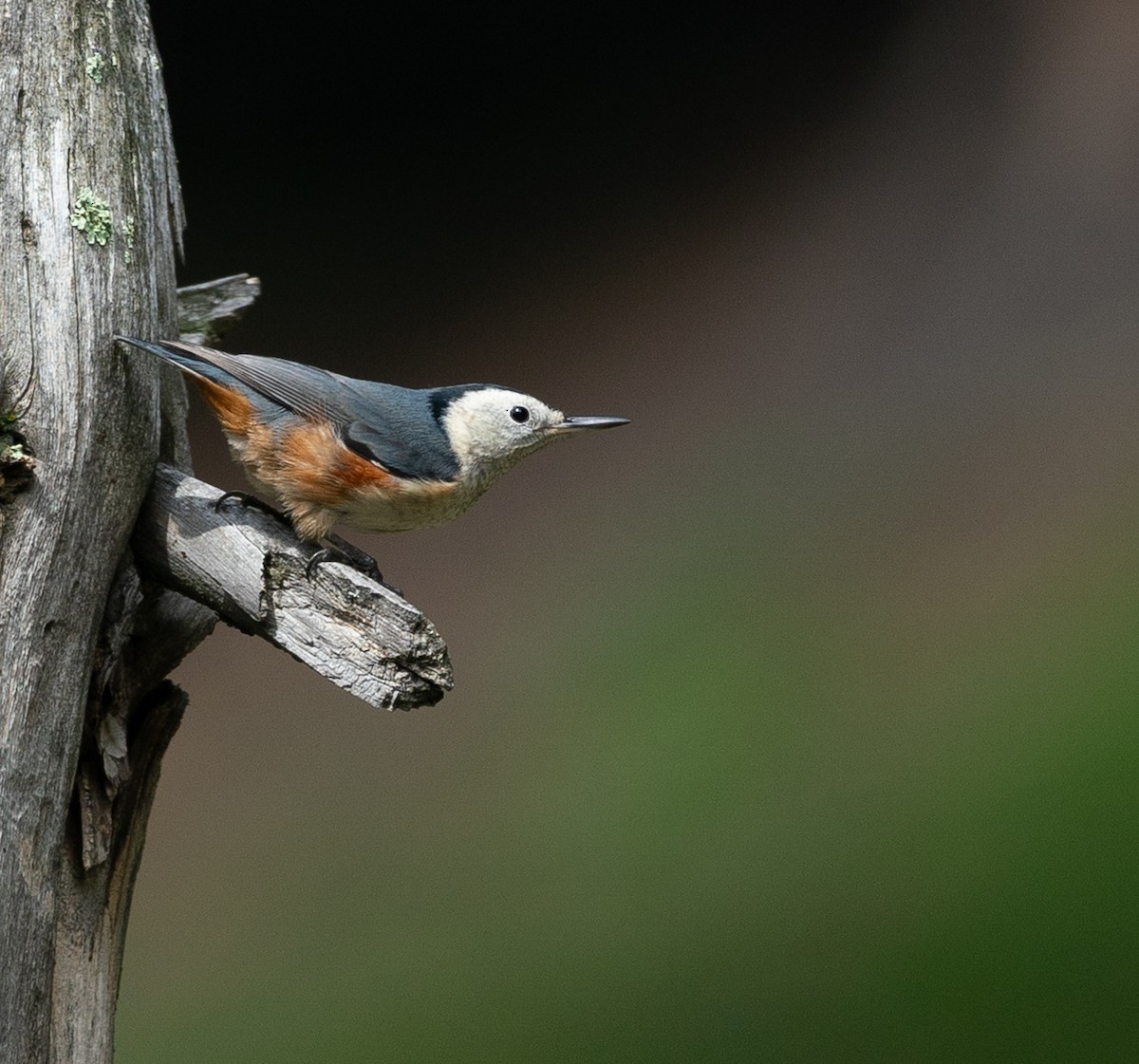 White-cheeked Nuthatch - ML640153317