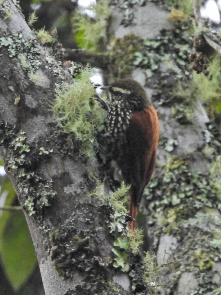 Subepalo Perlado - ML640153321