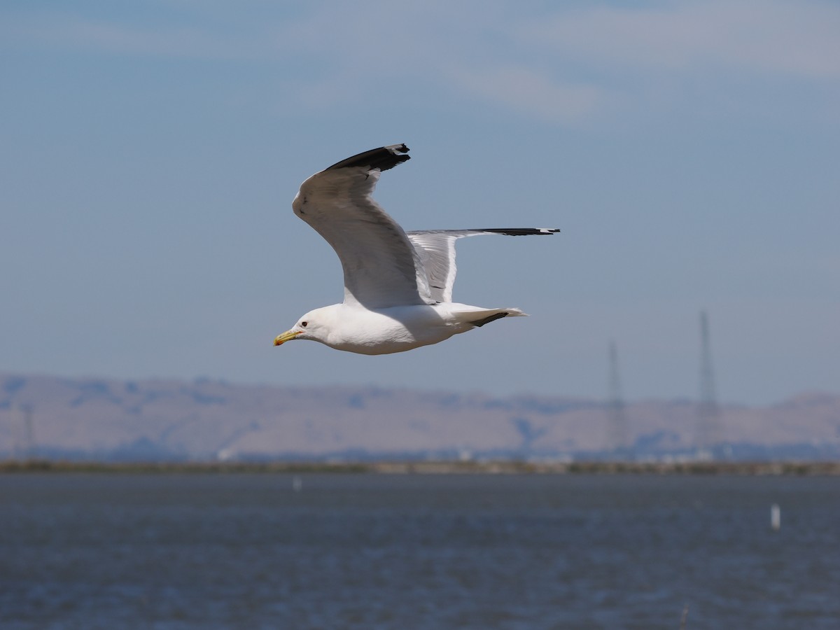 Gaviota Californiana - ML640153427