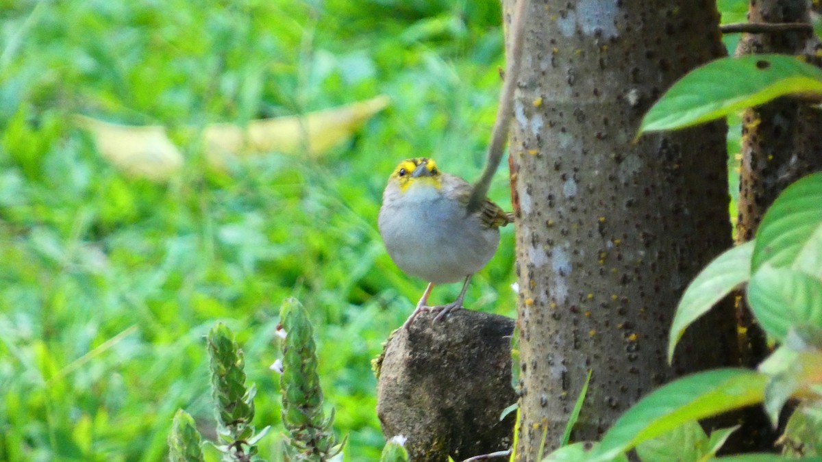 Yellow-browed Sparrow - ML640153430