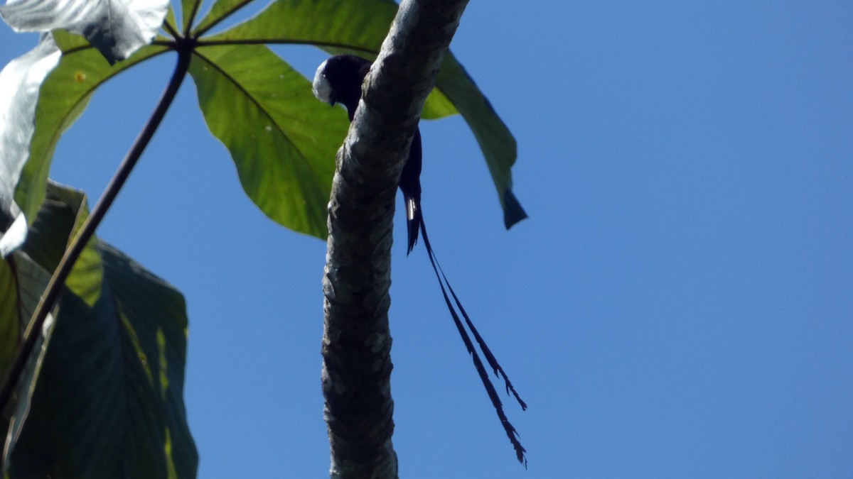 Long-tailed Tyrant - ML640153492