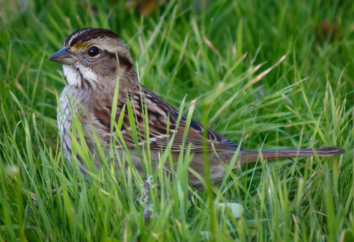 White-throated Sparrow - ML64015351