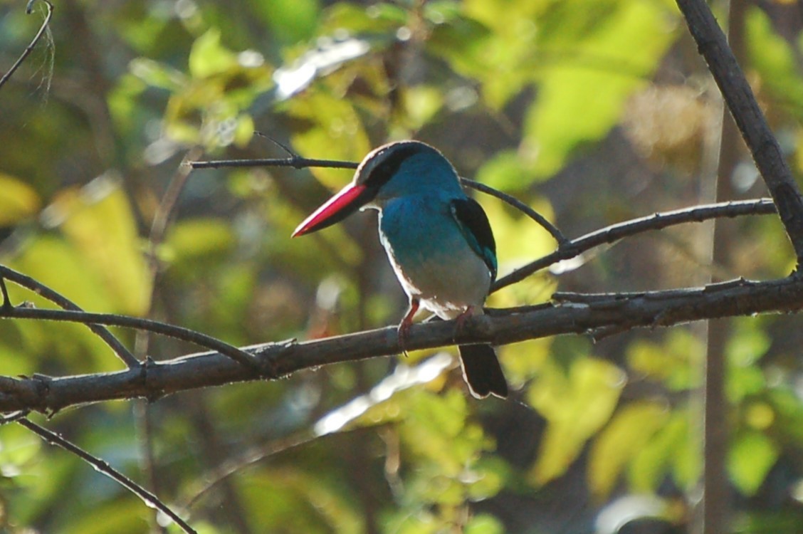 Blue-breasted Kingfisher - ML640153518