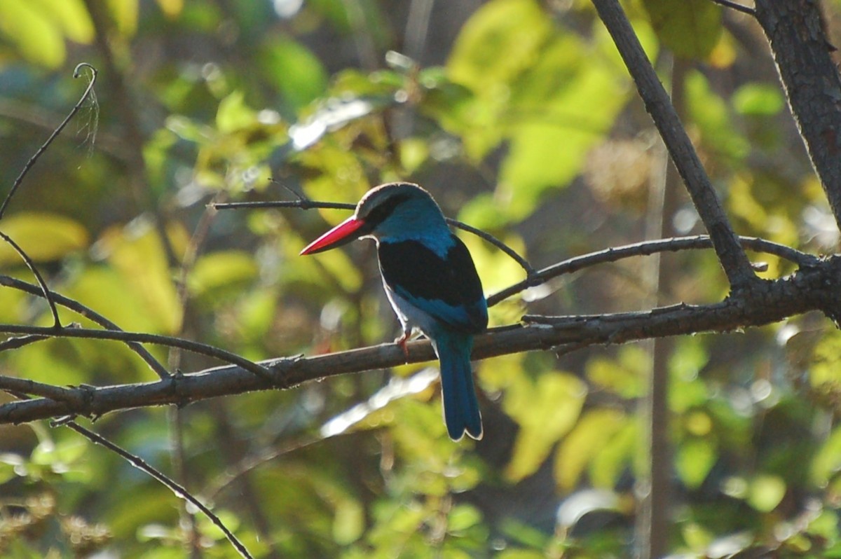 Blue-breasted Kingfisher - ML640153519