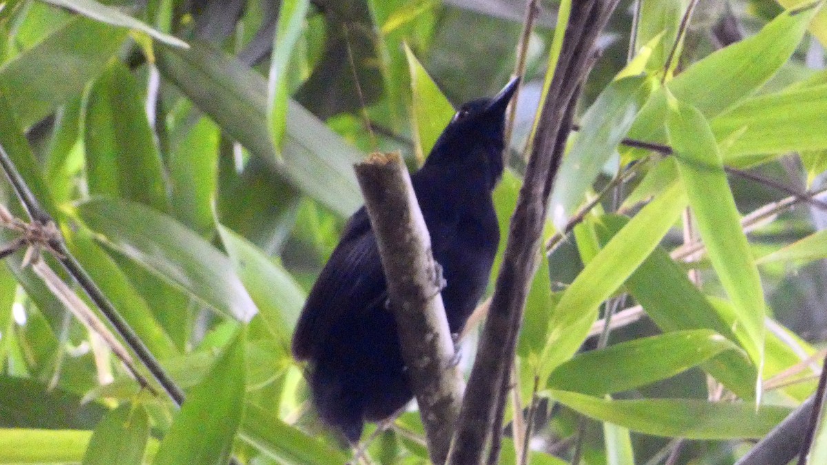 Goeldi's Antbird - ML640153522