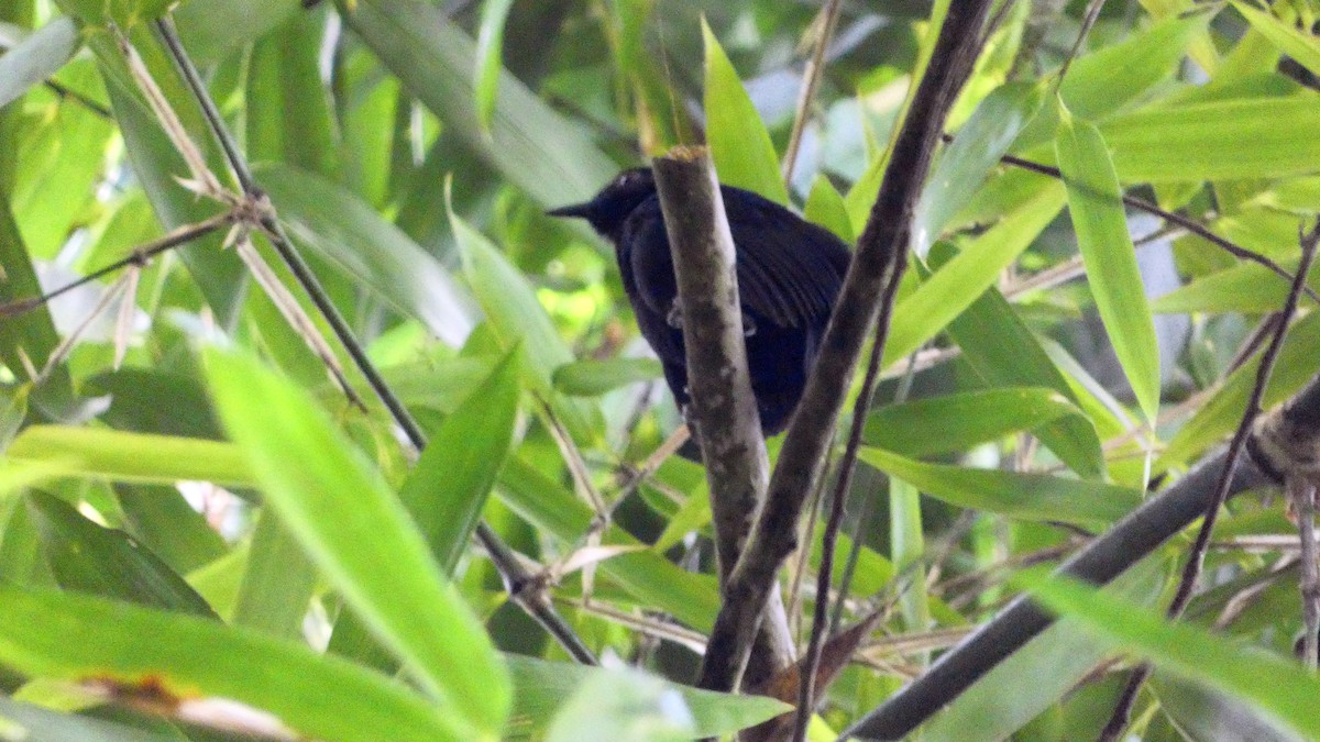 Goeldi's Antbird - ML640153523