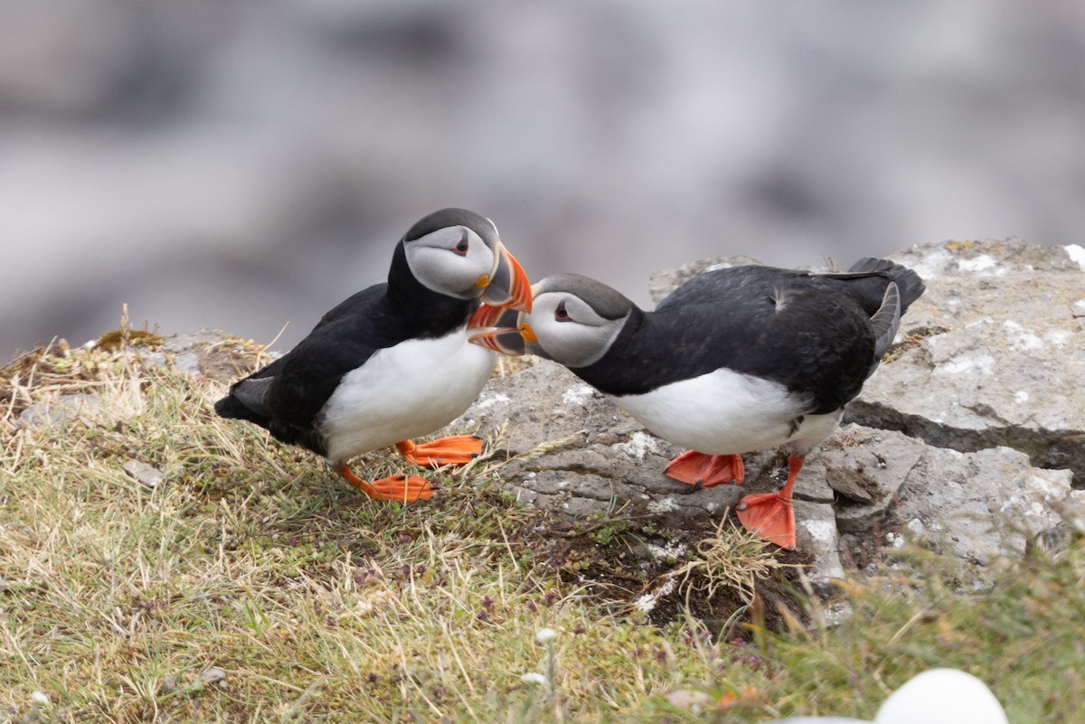 Atlantic Puffin - ML640153527