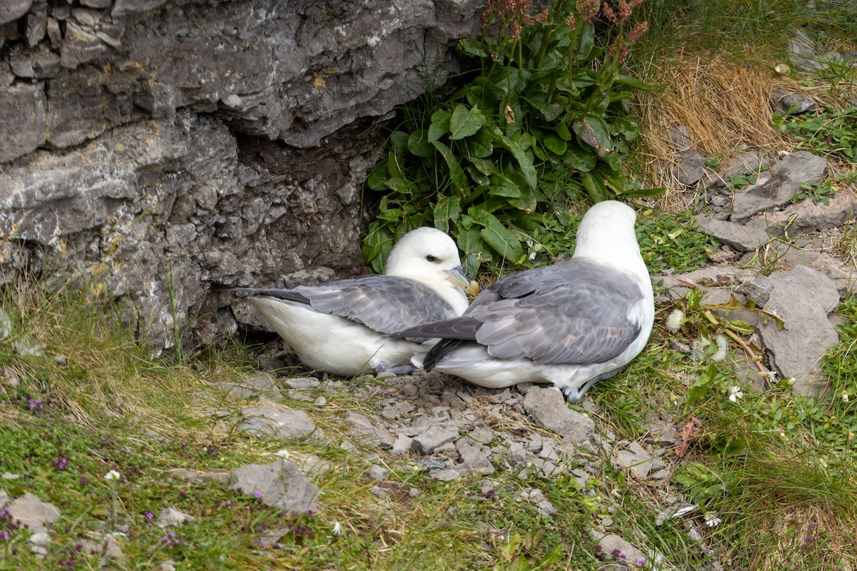 Northern Fulmar - ML640153530