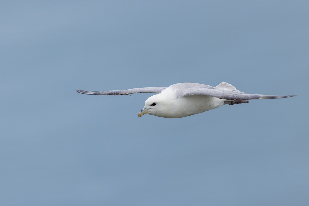 Northern Fulmar - ML640153537
