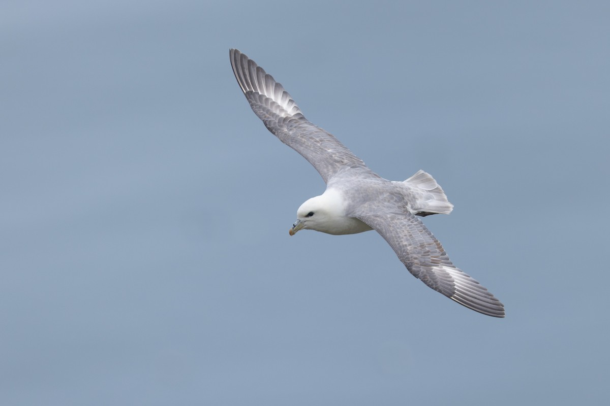 Northern Fulmar - ML640153539