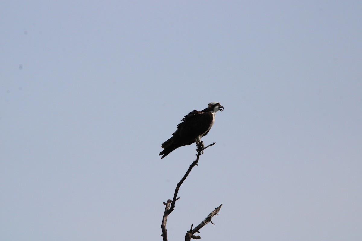 Загасч явлаг - ML640153540