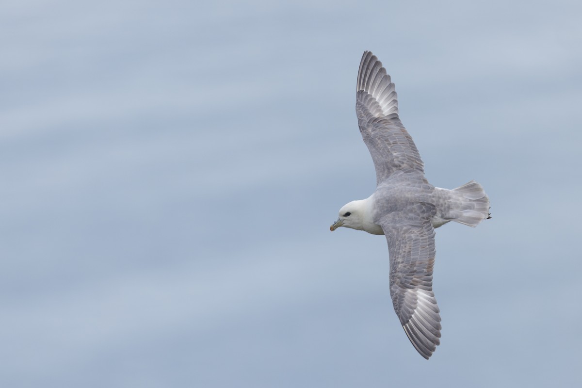 Northern Fulmar - ML640153542