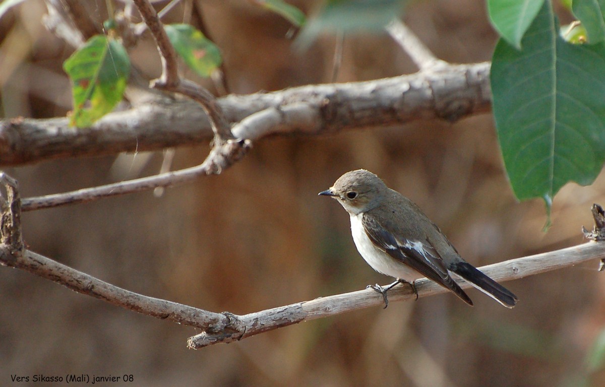 European Pied Flycatcher - ML640153548