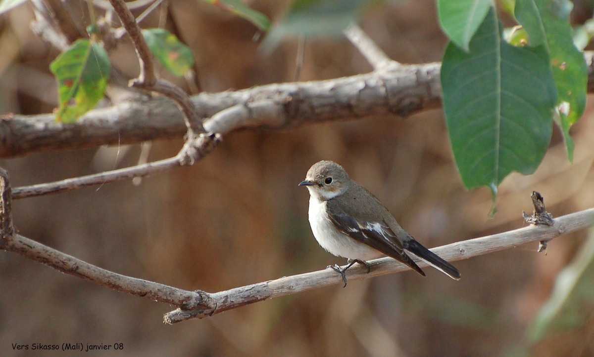 European Pied Flycatcher - ML640153549